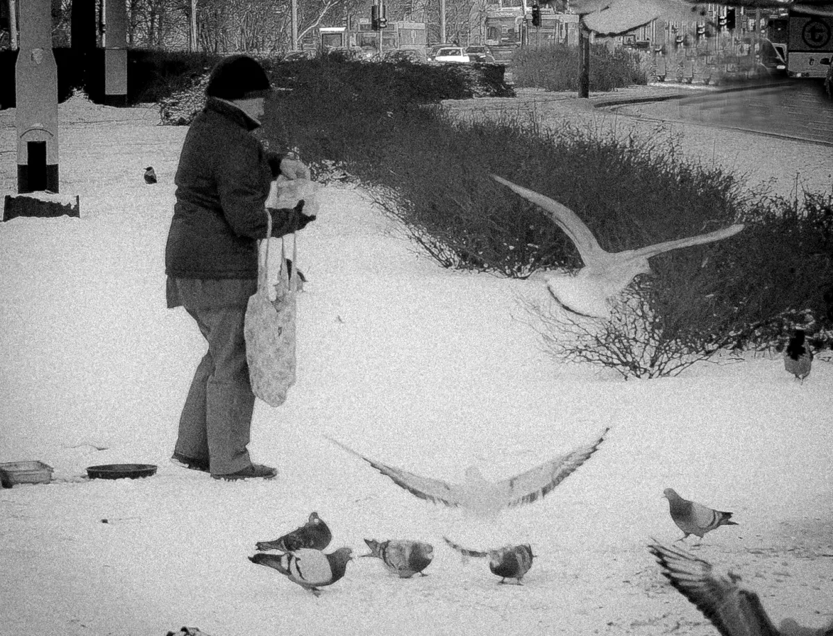 Person feeding pigeons in the snow